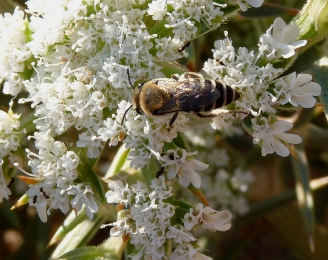 Colletes sp, (Sardegna)